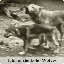 View films of the lobo wolves