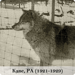 View photos of the Kane, PA wolf park