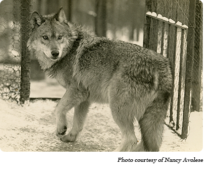 A "Timid Youngster" at Dr. McCleery's lobo wolf park along Route 6 between Kane and Mt. Jewett, PA.