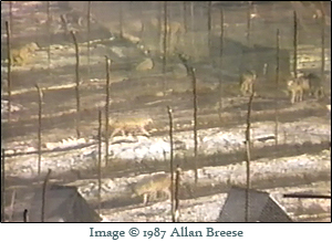 Wolves in pens at Jack and Mary Lynch's wolf preserve in Emigrant, MT. This is a screen shot from the documentary "Wolf Man, Wolf Wish."