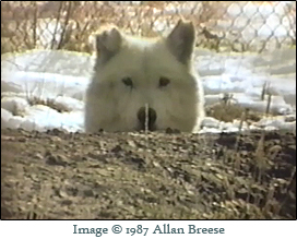 Wolves in pens at Jack and Mary Lynch's wolf preserve in Emigrant, MT. This is a screen shot from the documentary "Wolf Man, Wolf Wish."