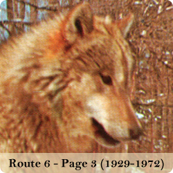 View photos of the Route 6 wolf park (page 3 - color photos of the wolves and Jack Lynch's ownership)