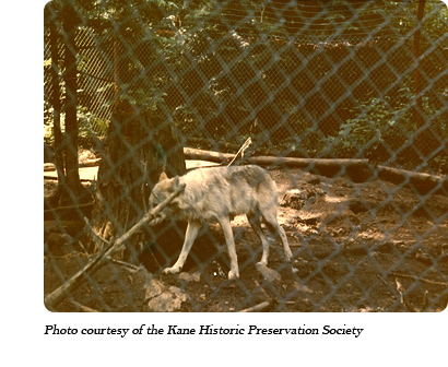 A wolf at Jack Lynch's "Loboland USA" wolf park in Gardiner, WA in 1974