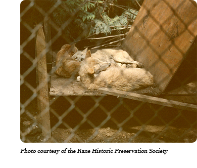 Three wolves resting at Jack Lynch's "Loboland USA" wolf park in Gardiner, WA in 1974