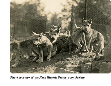 Wolf pups at Dr. McCleery's first lobo wolf park within the town limits of Kane, PA (1921-1929)